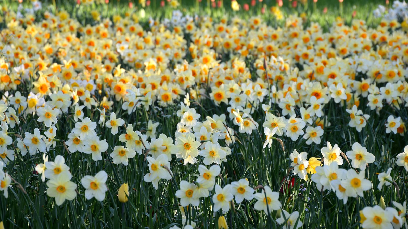 a field of narcissus flowers